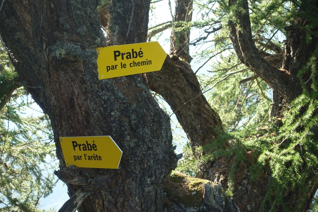 Prabé (26.08.2019)