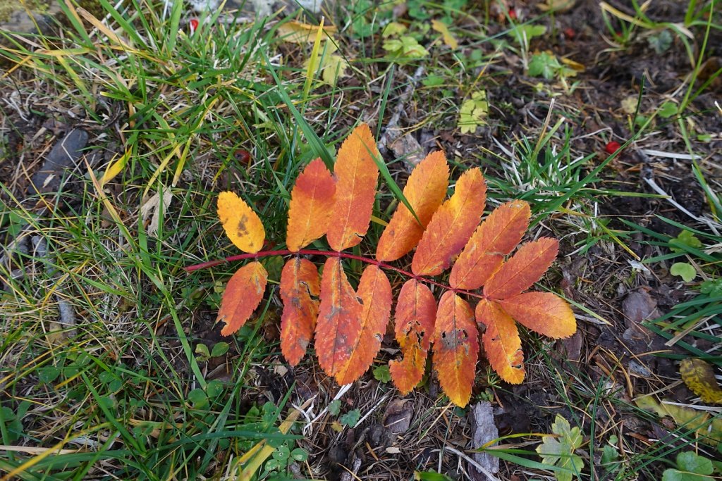 Les Rousses, Audannes, Sex Rouge (13.10.2019)