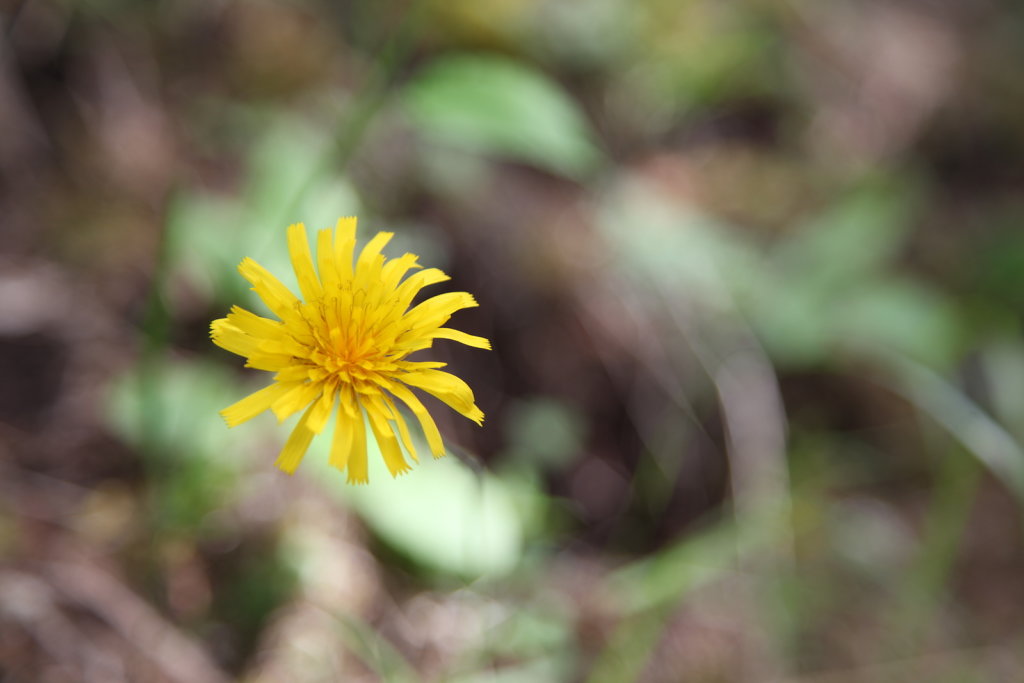 Bisse du Ro (01.07.2020)