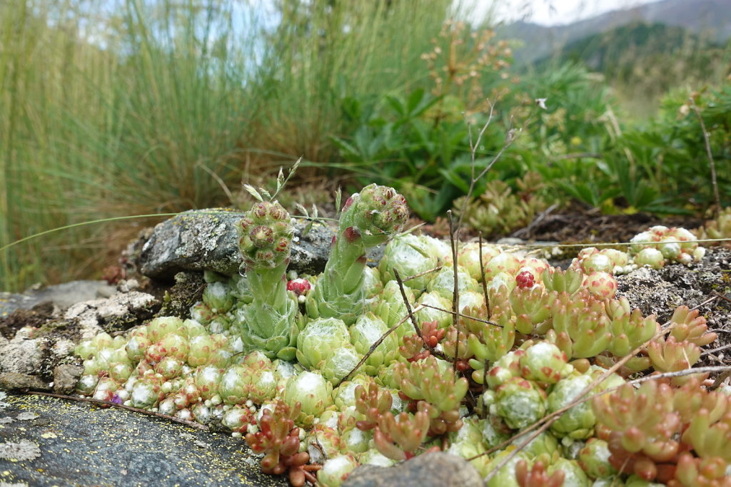 Zermatt (26-28.06.2020)