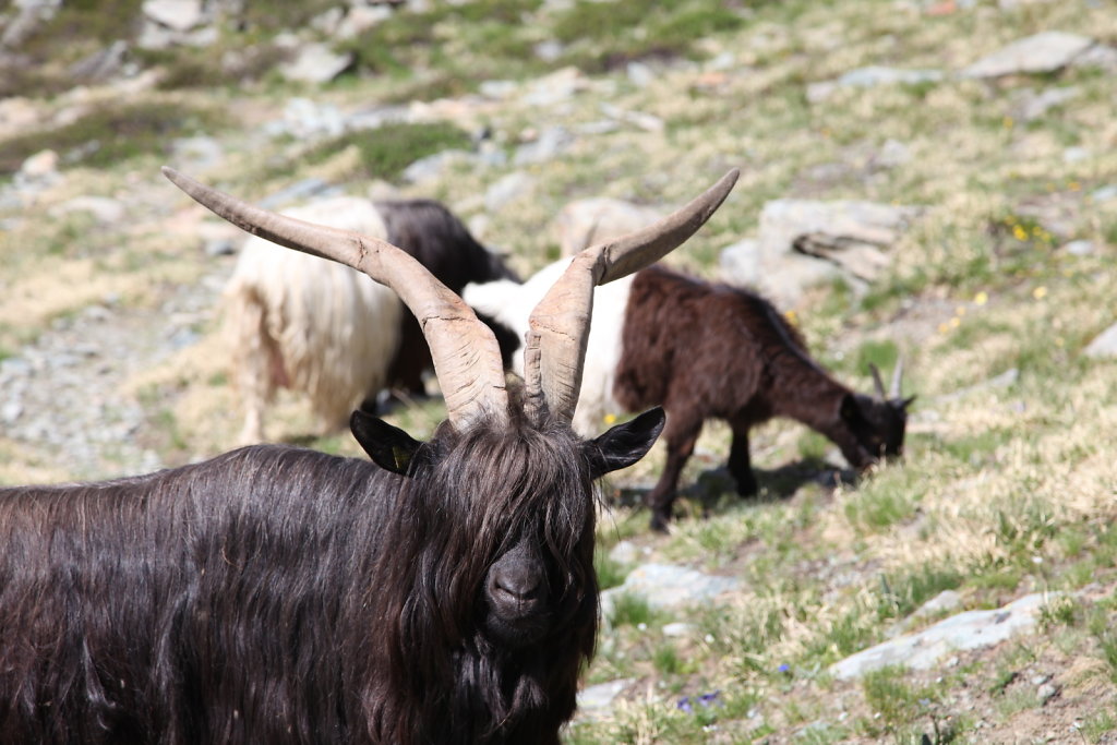Zermatt (26-28.06.2020)