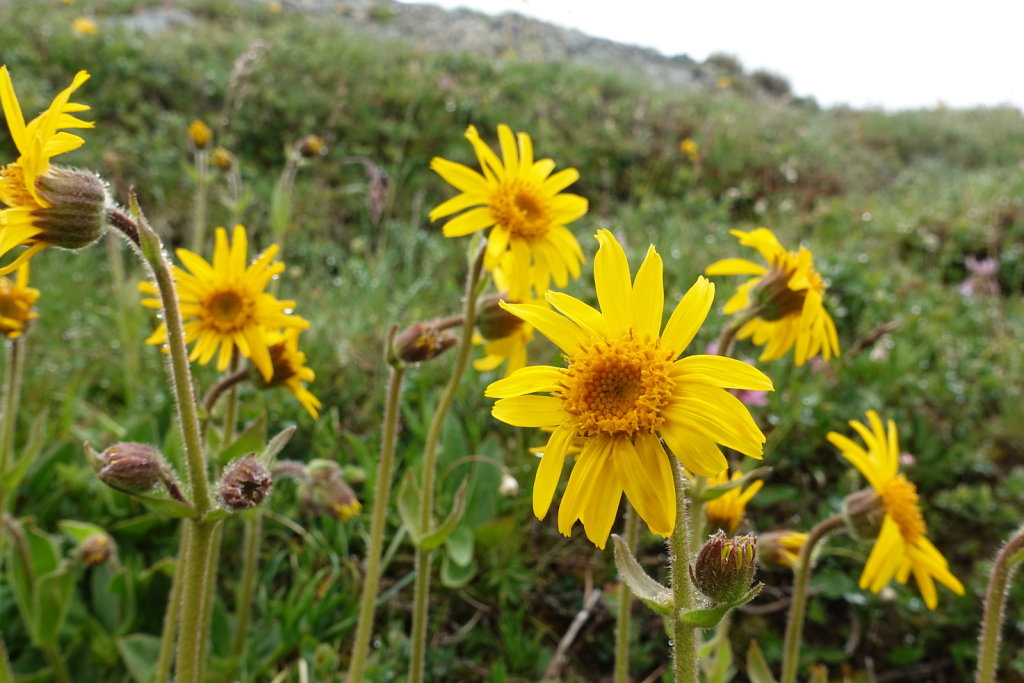 Chindonne, Dent de Valerette, Dent deValère (04.07.2020)