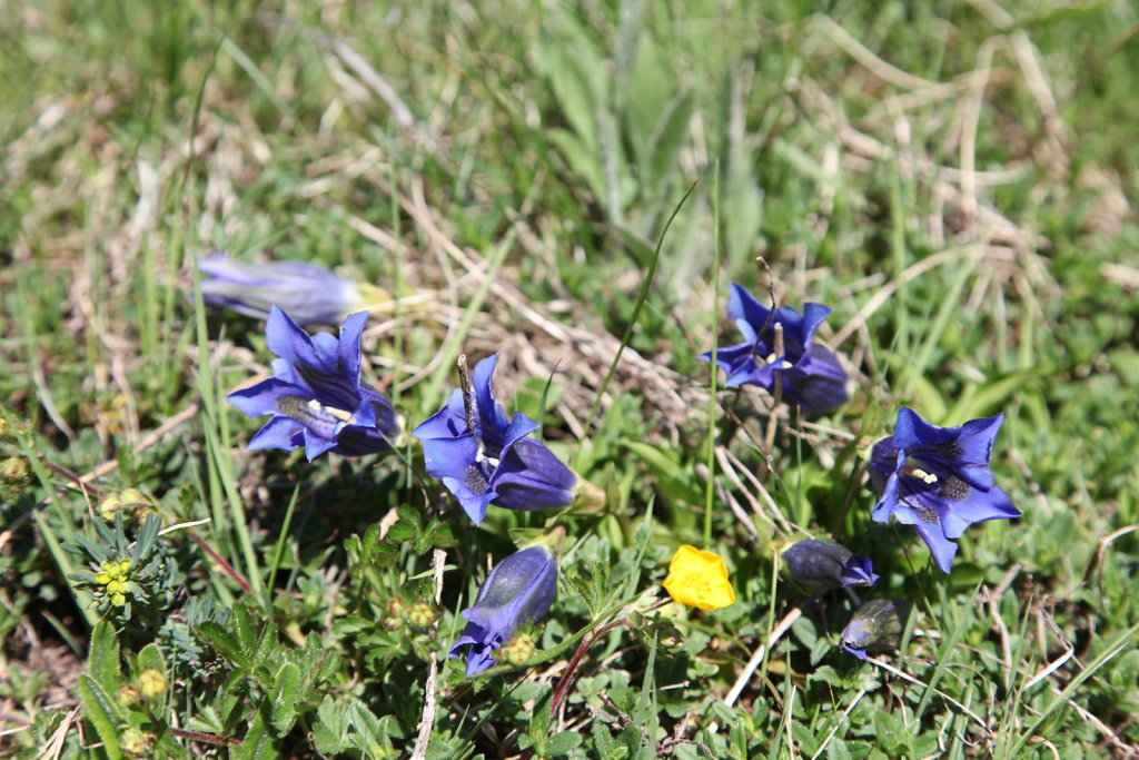 La Gouille, Lac Bleu, La Sage (29.05.2020)