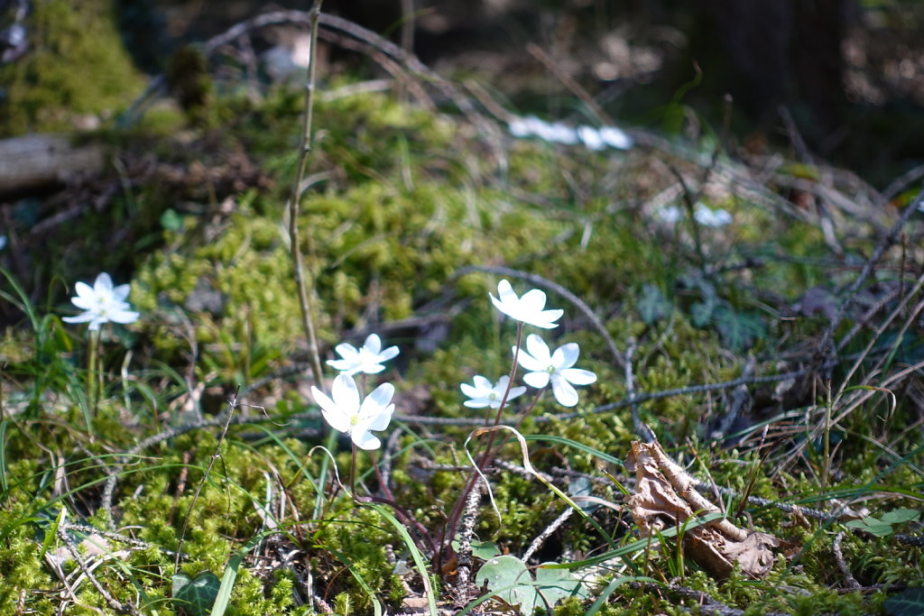 Bisse Sillonin Grand bisse de Lens (05.04.2020)