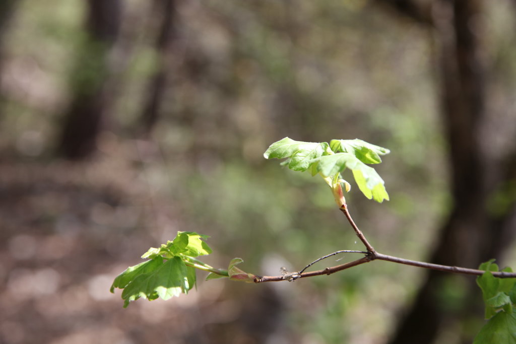 Les Carrières Saillon (12.04.2020)