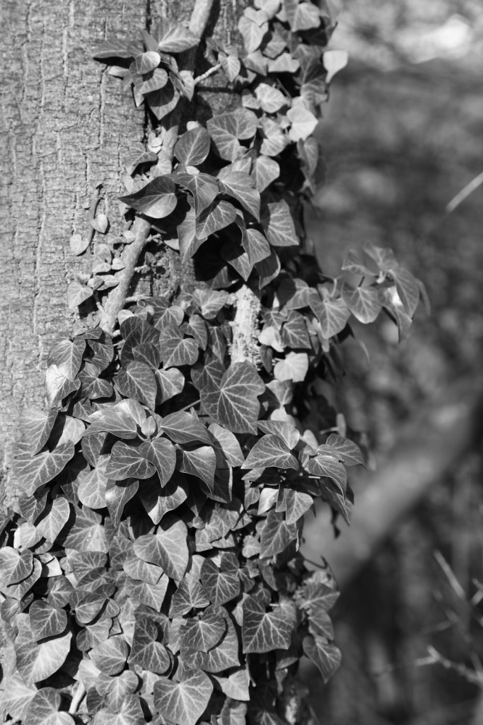 Montorge (03.01.2020)