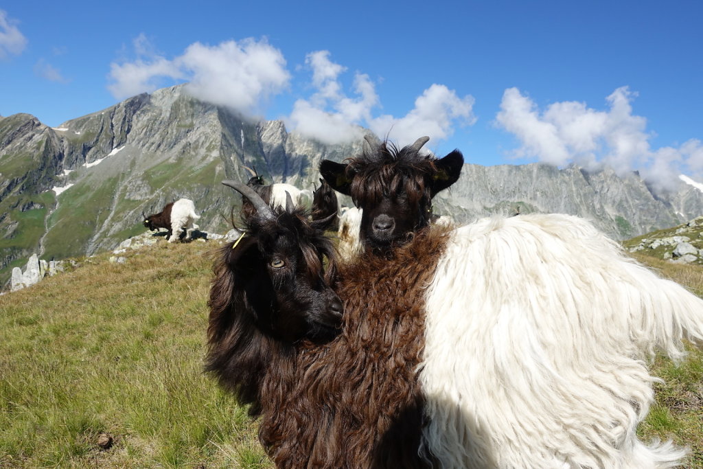 Belalp, Foggenhorn (15.08.2020)