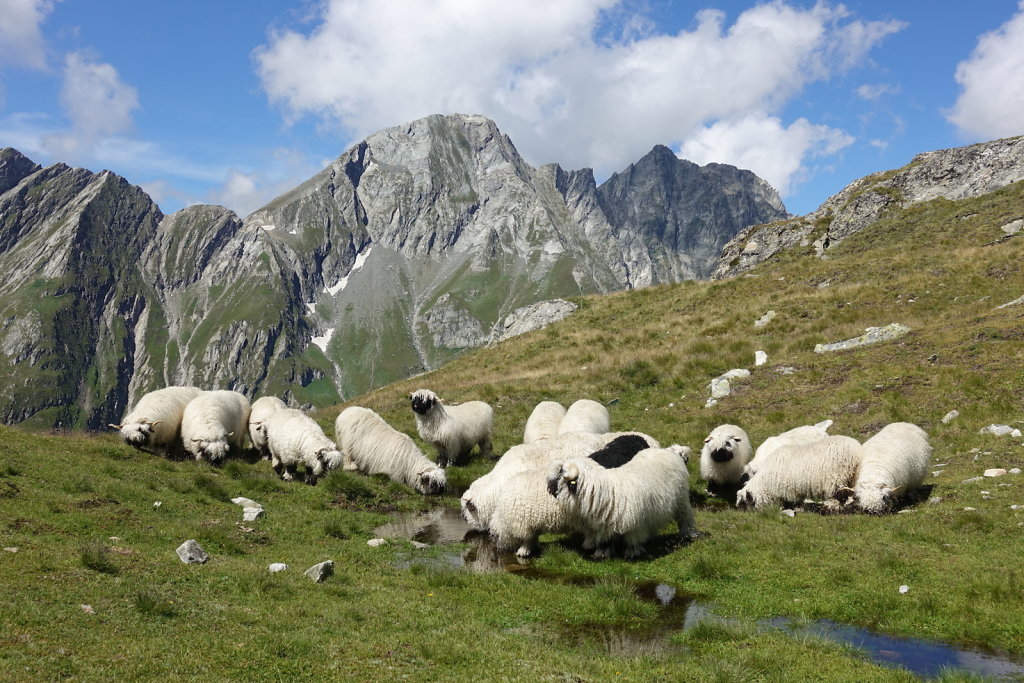 Belalp, Foggenhorn (15.08.2020)