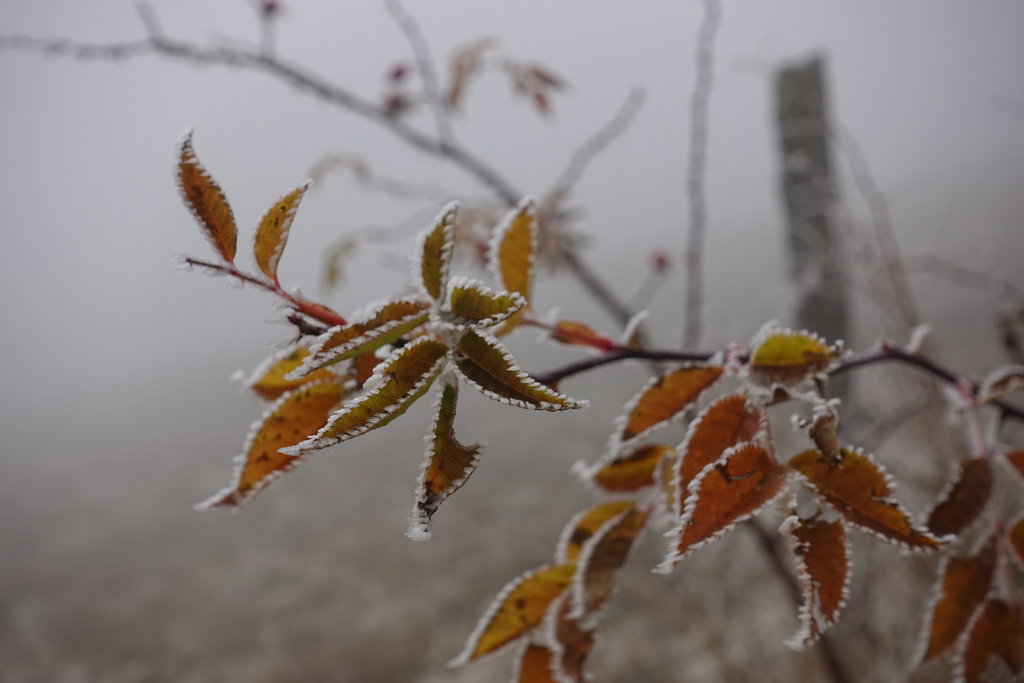 Sonchaux - Rochers de Naye (29.11.2020)