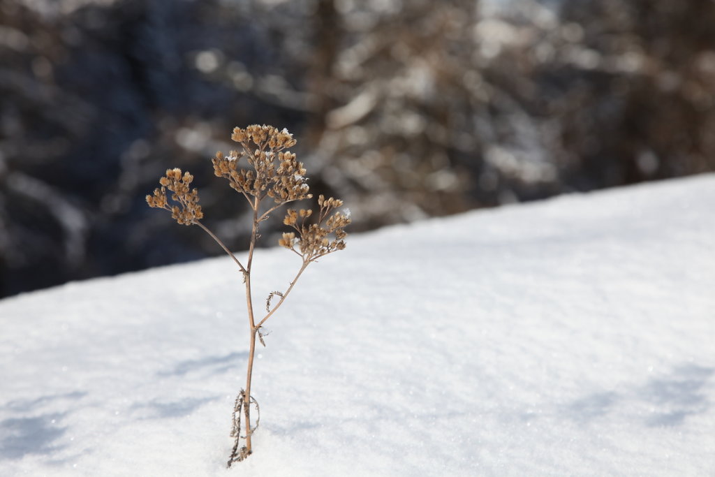 Evolène, Les Haudères (16.01.2021)