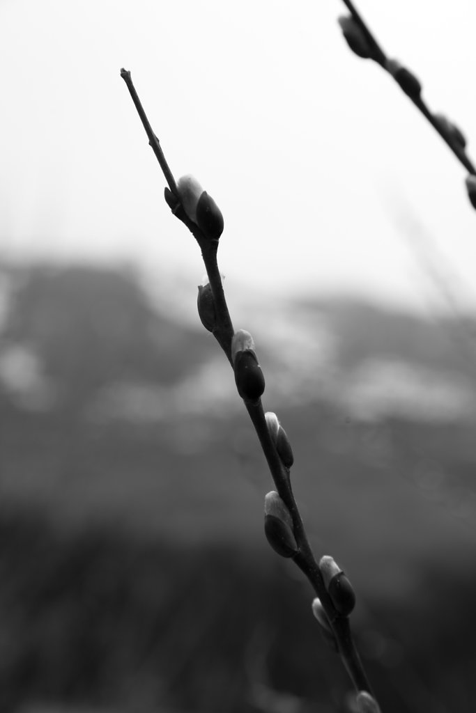 Savièse (06.02.2021)