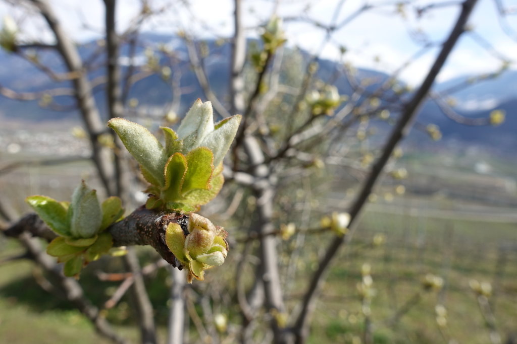 Bisse de Clavau (21.03.2021)