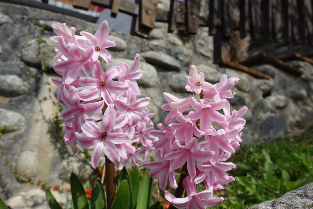 Dorénaz - Champex d'Allesse - La Giette (05.04.2021)