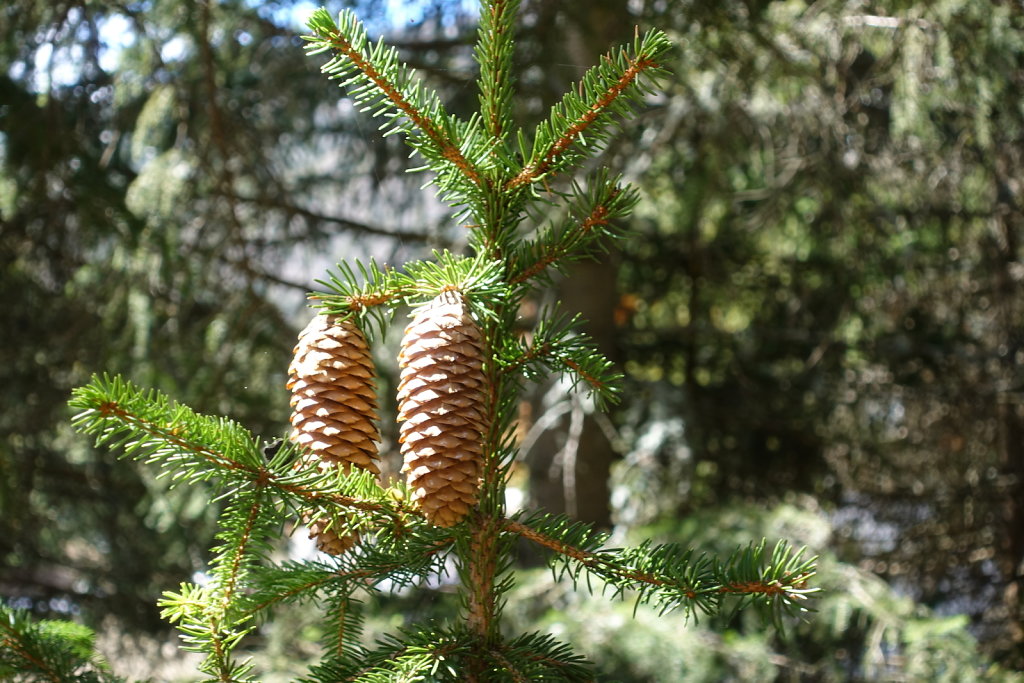Aven - Sé du Pertuis (11.04.2021)