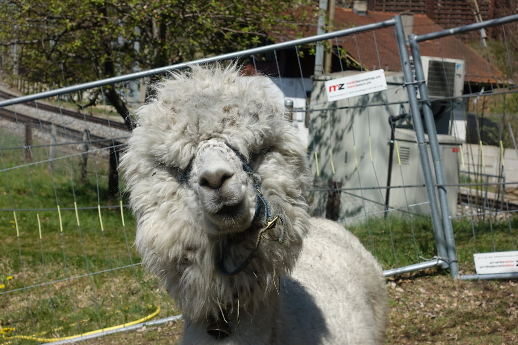 Niedergesteln, Rarnerchumma, Raron (24.04.2021)