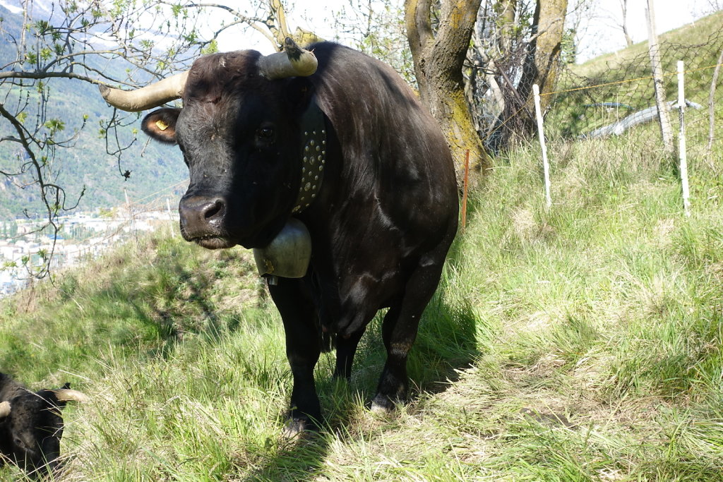 Eggerberg, Lalden, Gstein, Mund, Bobma, Finnu (08.05.2021)