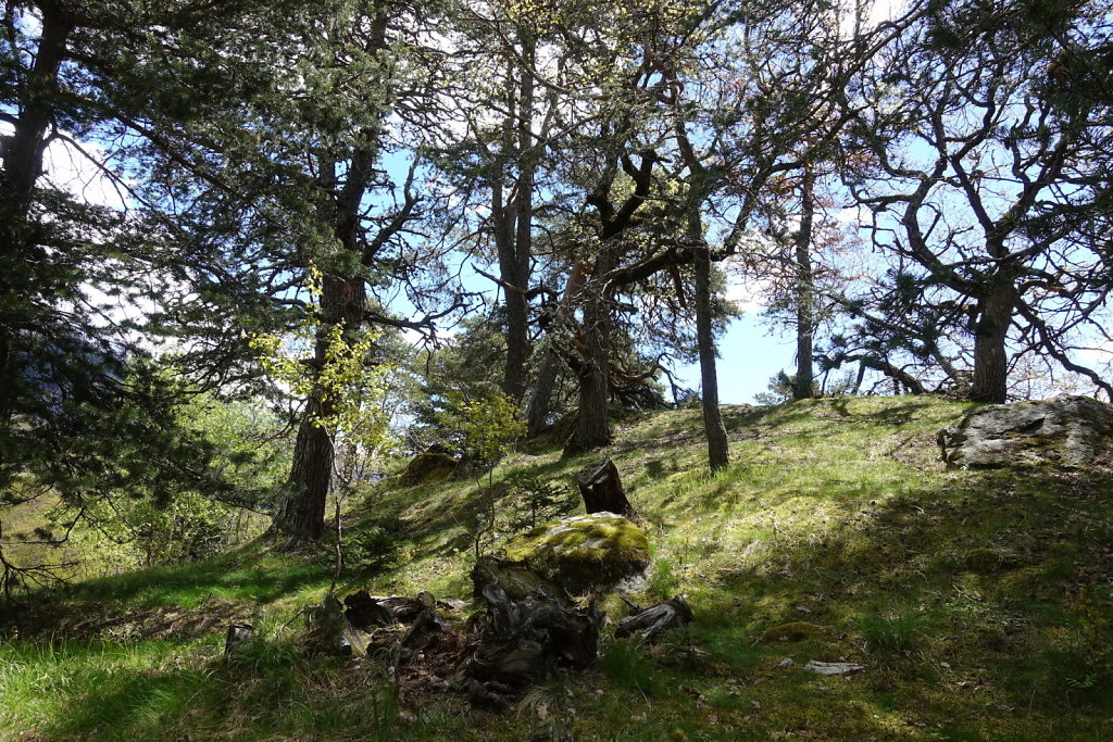 Gampel, Bratsch, Waldachra, Jeizinen (20.05.2021)