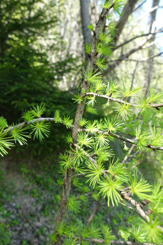 L'Ardève (30.05.2021)