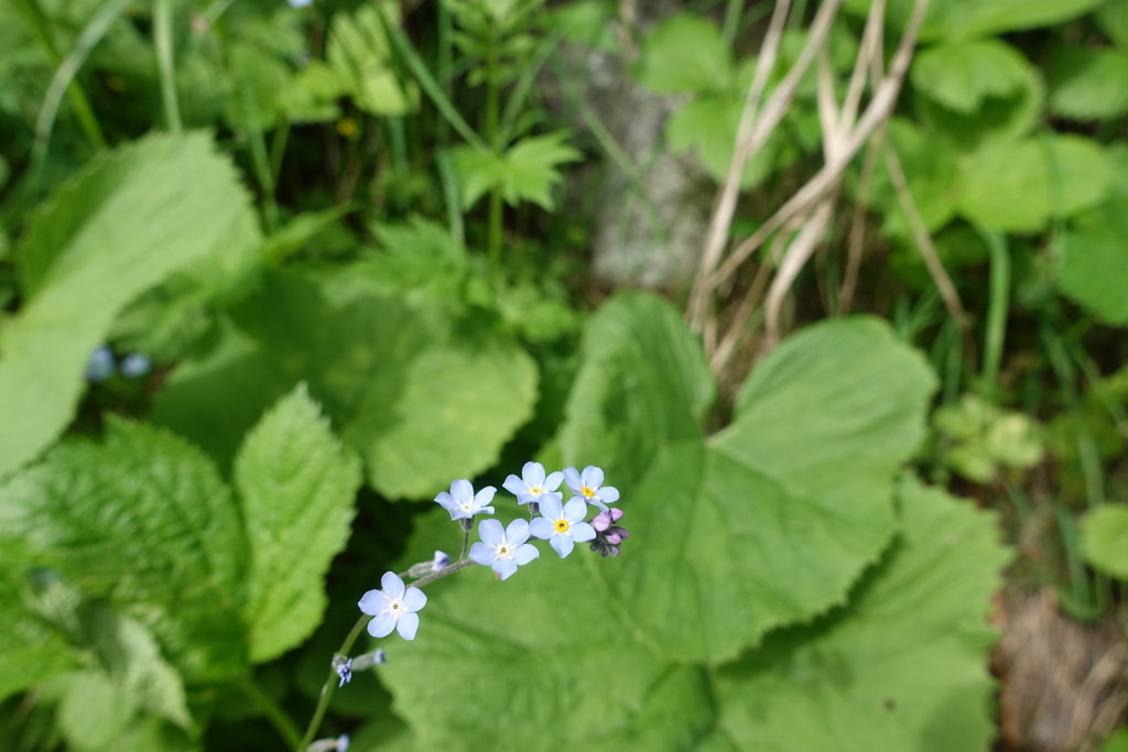 Cabane du Petit Mountet (19.06.2021)