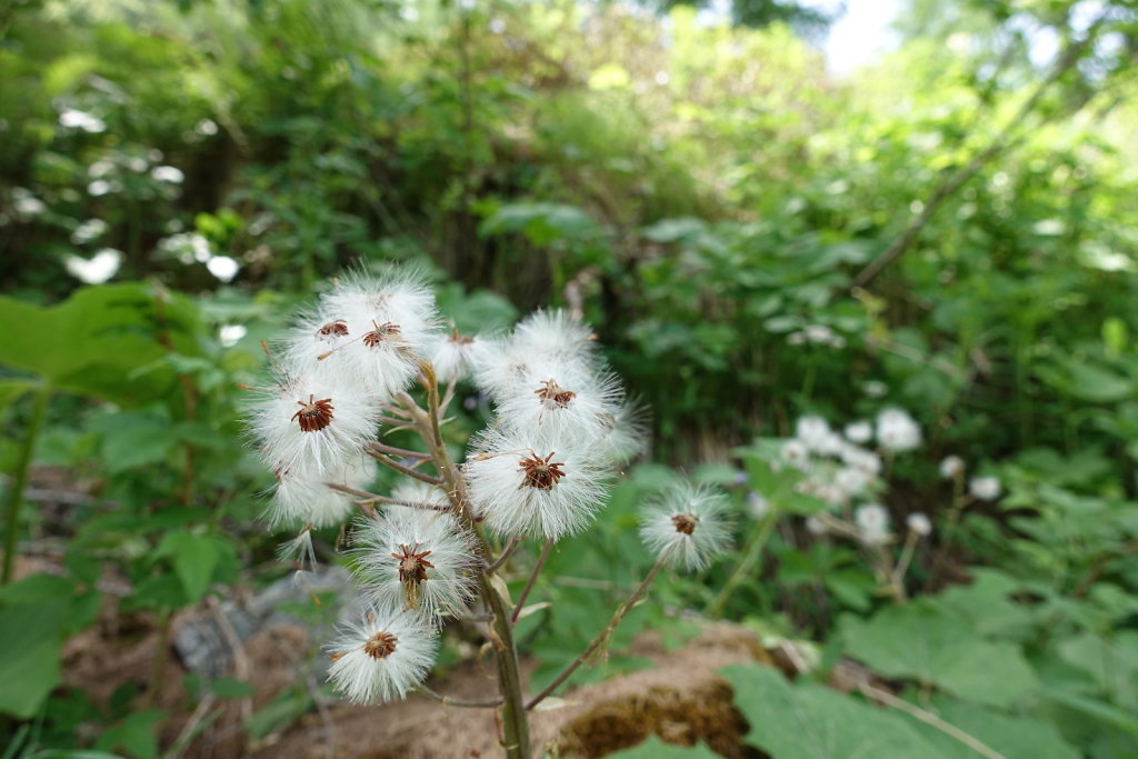 Cabane du Petit Mountet (19.06.2021)