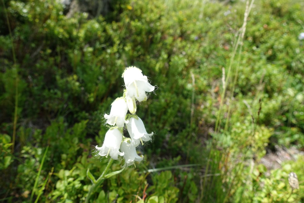 Anenhütte, Lötschental (18.07.2021)