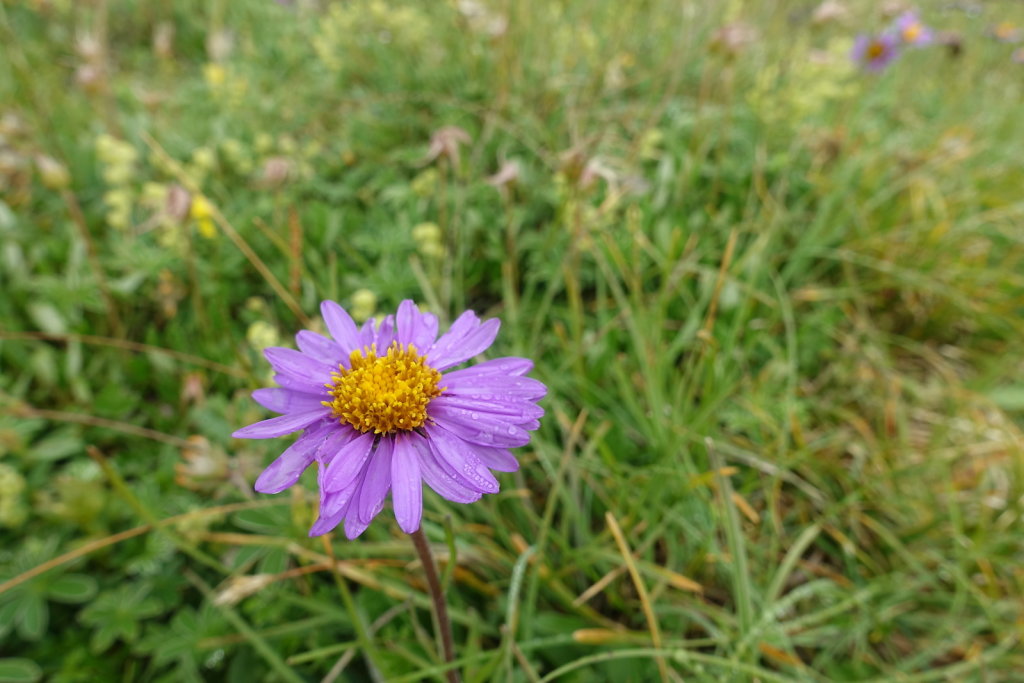 Combe de l'A, Revedin (08.08.2021)