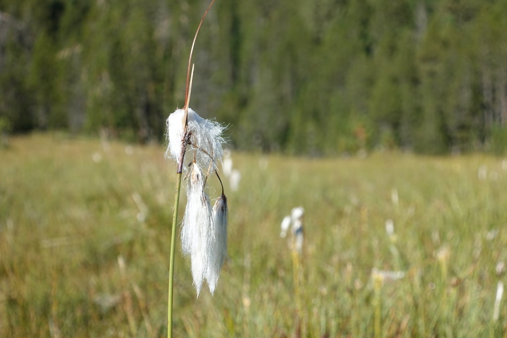 Mont la Schera, Parc National, Grisons (26.08.2021)