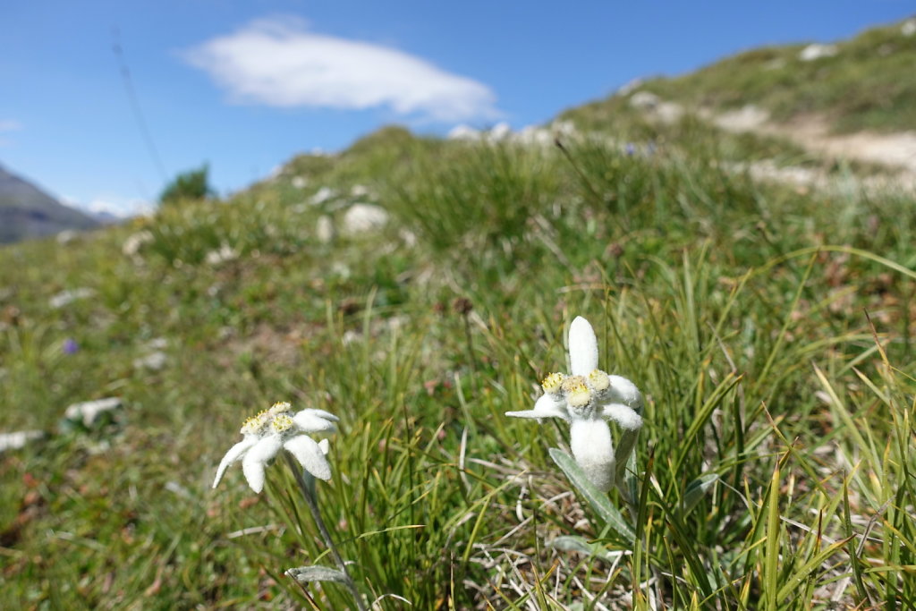 Mont la Schera, Parc National, Grisons (26.08.2021)