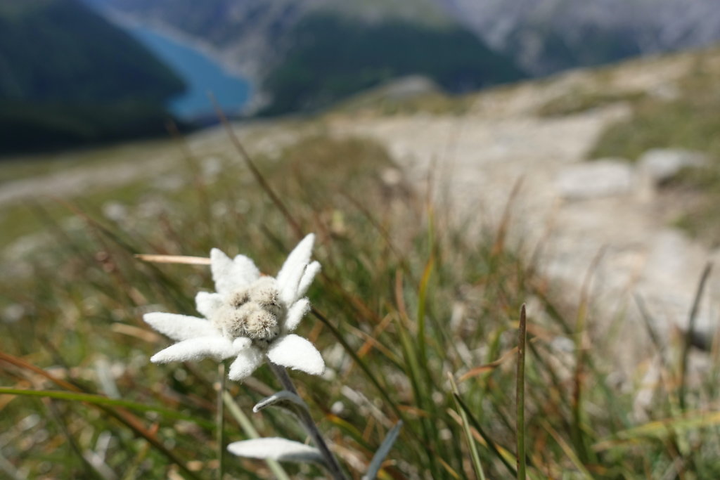 Mont la Schera, Parc National, Grisons (26.08.2021)