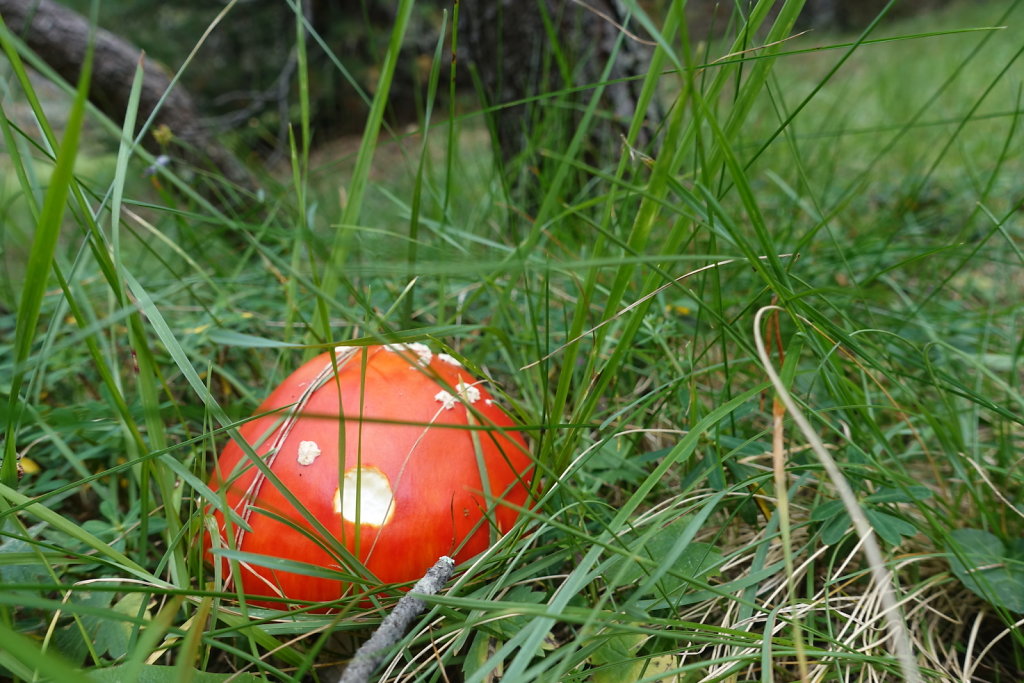 Mont la Schera, Parc National, Grisons (26.08.2021)
