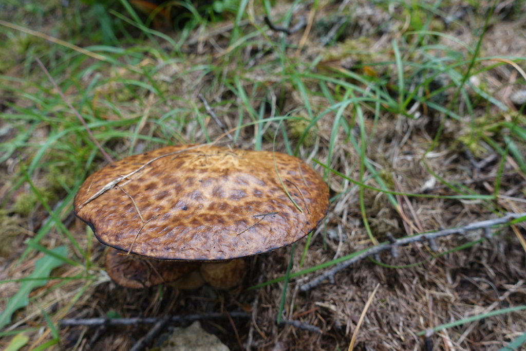 Mont la Schera, Parc National, Grisons (26.08.2021)