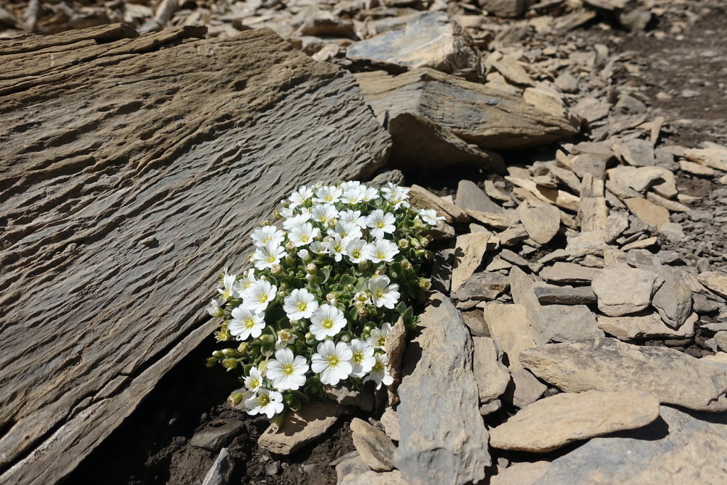 Arpelistock, col du Sanetsch (06.09.2021)