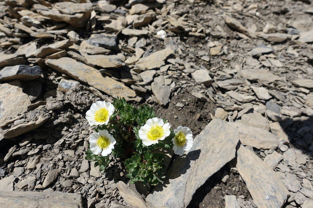 Arpelistock, col du Sanetsch (06.09.2021)