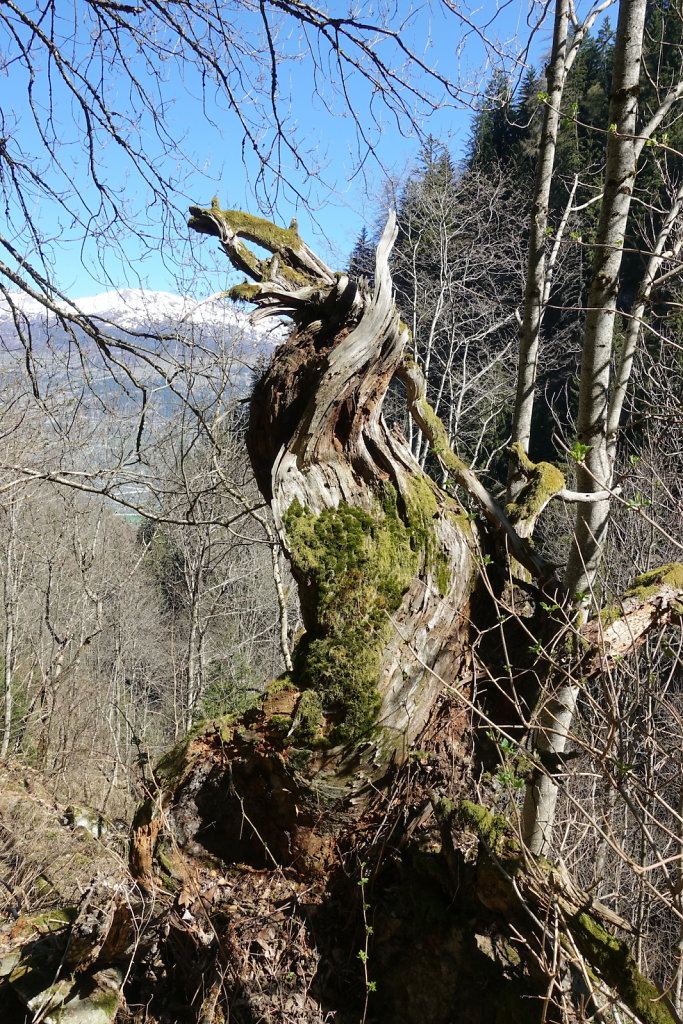 Ergisch - Ärgischer Wasserleitu - Bärensteg - Fätschi - Ergisch (18.04.2022)