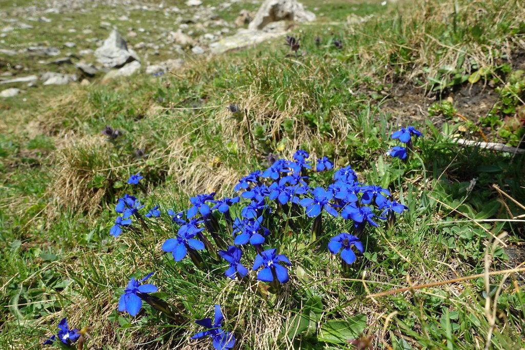 Lauchernalp, Lötschenpasshütte, Kummenalp (18.06.2022)