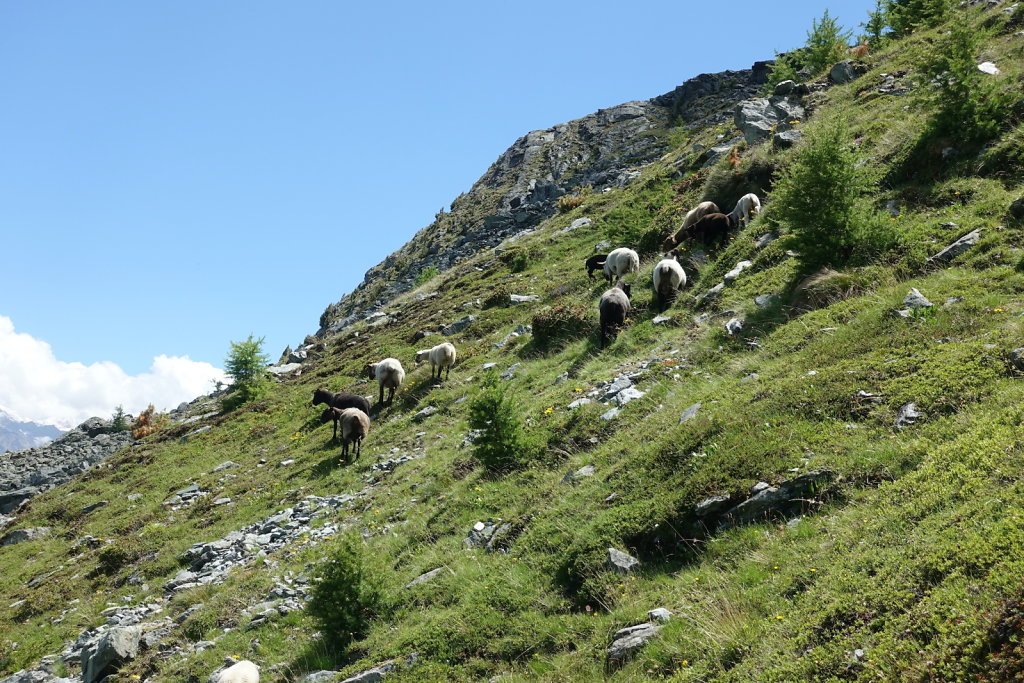 Moosalp, Augstbordhorn (29.06.2022)