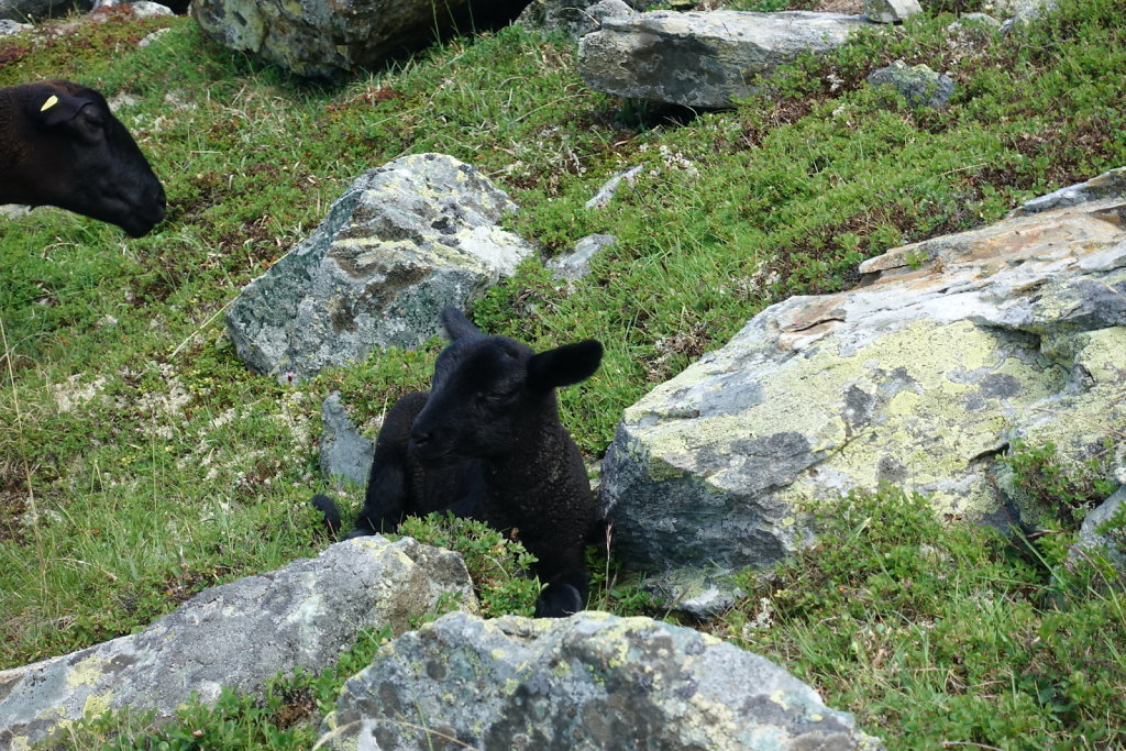 Moosalp, Augstbordhorn (29.06.2022)