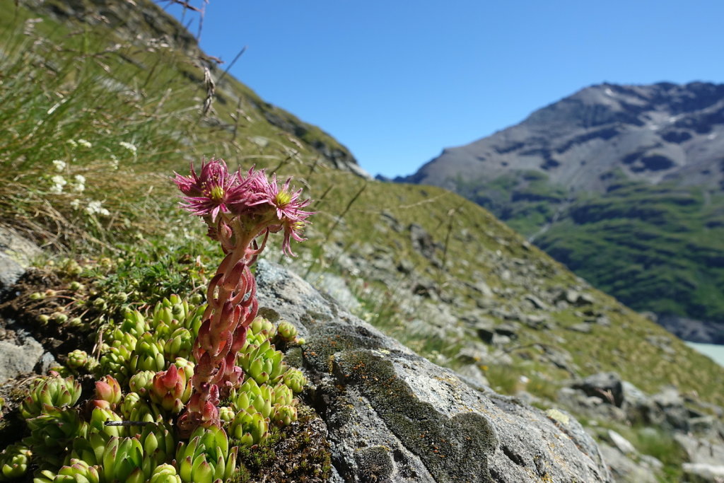 Grande-Dixence, La Barma, Col des Roux, Cabane de Prafleuri (02.07.2022)