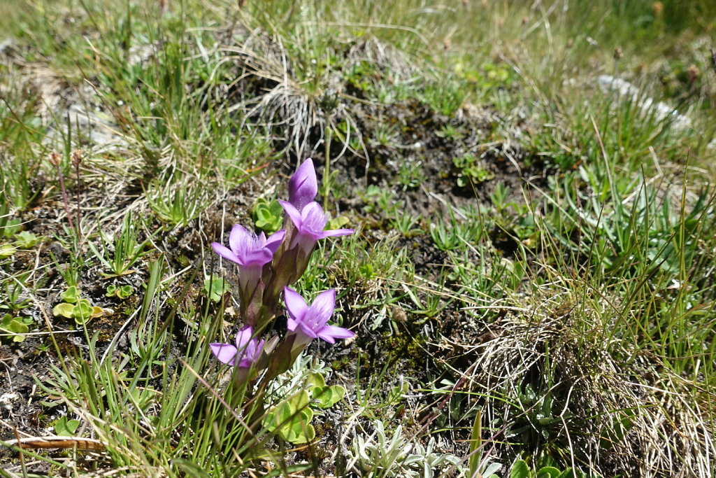 Grande-Dixence, La Barma, Col des Roux, Cabane de Prafleuri (02.07.2022)