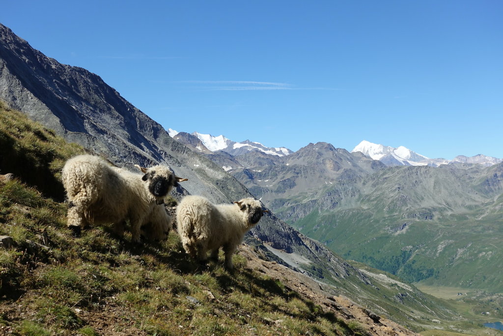 Simplon, Cabane de Monte-Leone (10.07.2022)