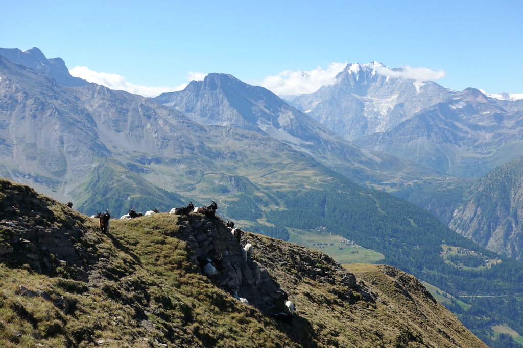 Rosswald, Folluhorn, Fülhorn (01.08.2022)