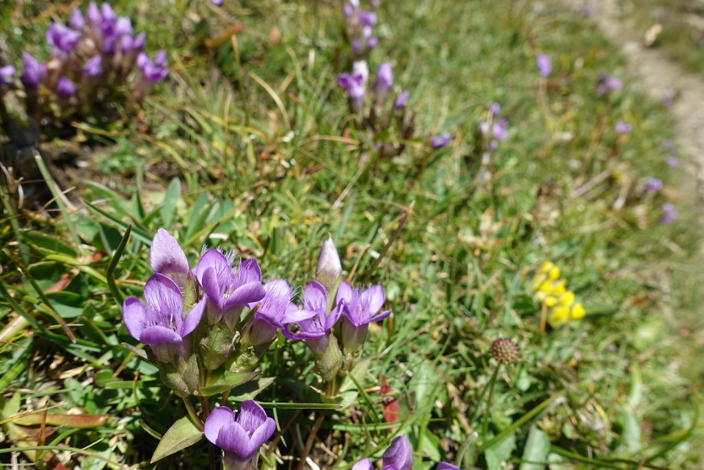 Rosswald, Folluhorn, Fülhorn (01.08.2022)