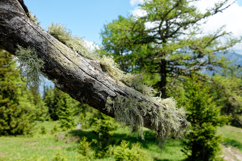 La Crevasse, Col des Planches (11.06.2023)