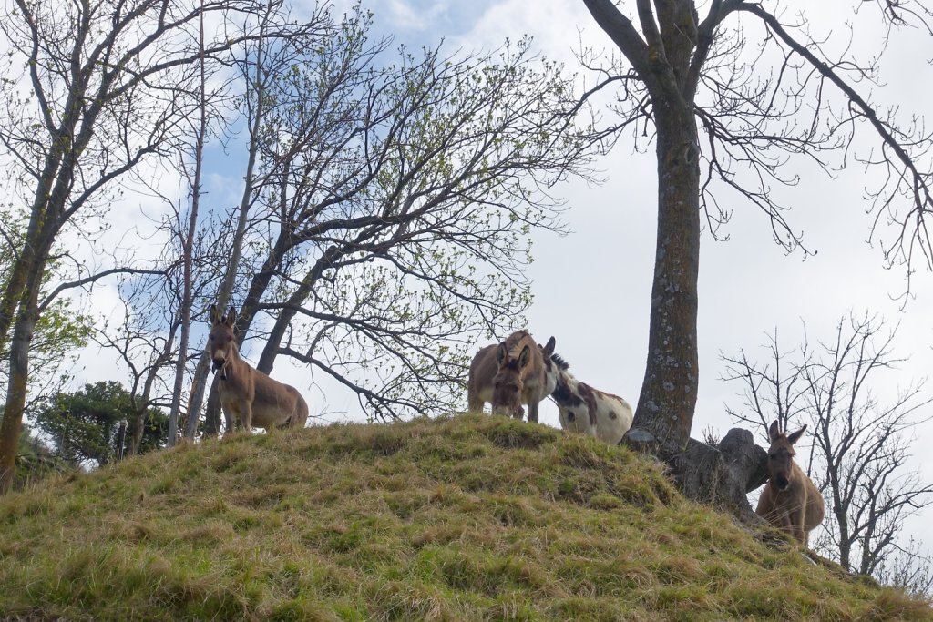 Raron, St-German, Ausserberg (23.04.2024)