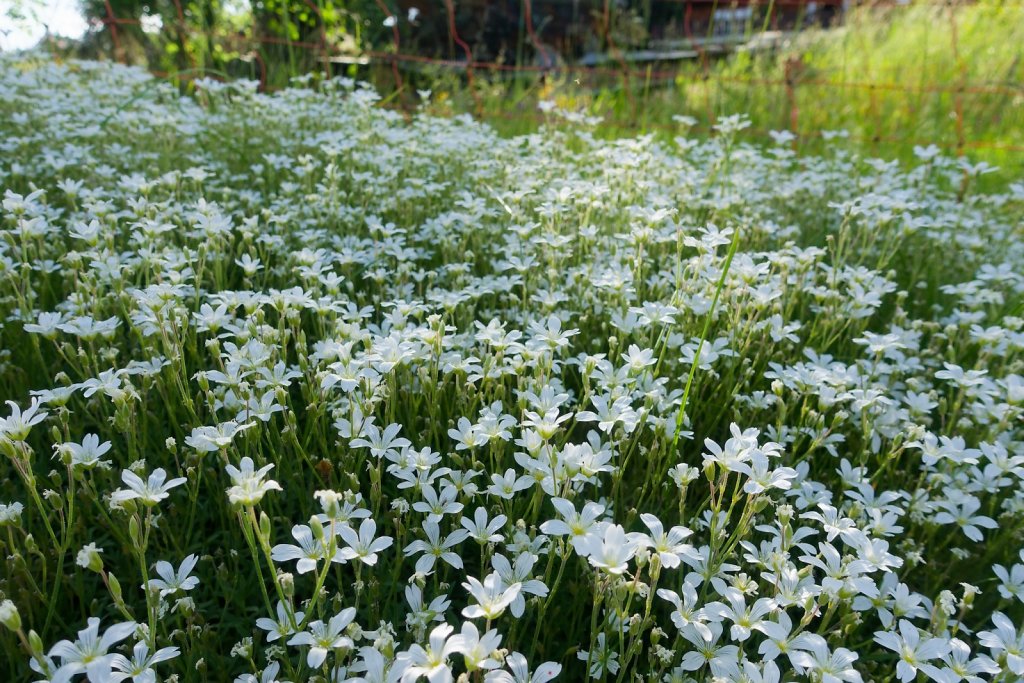 Bisse de Tsanpé et Déjore (05.06.2024)