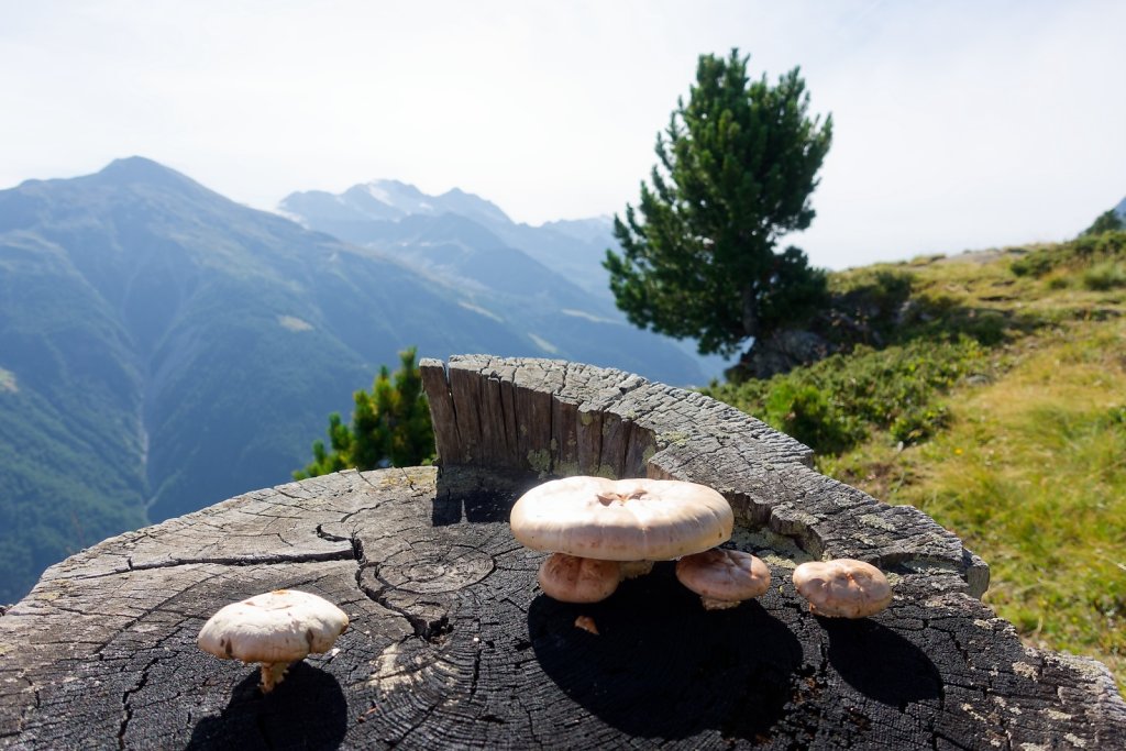 Wannehorn, Grächen (15.08.2024)