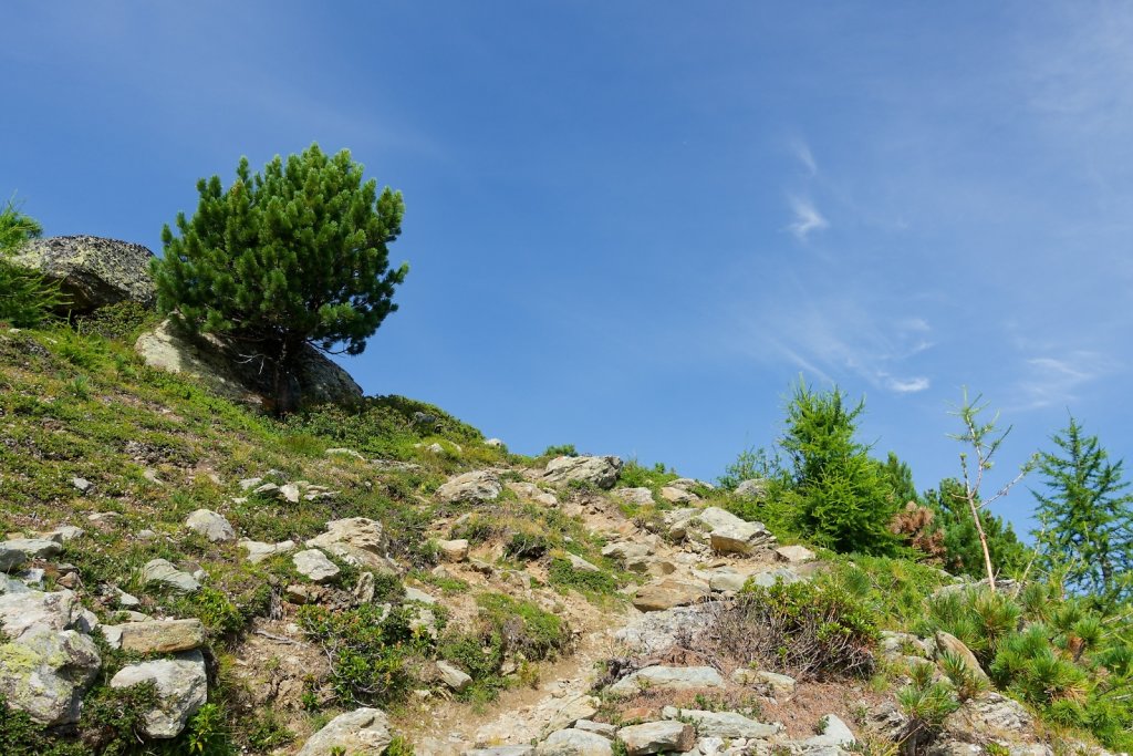 Wannehorn, Grächen (15.08.2024)