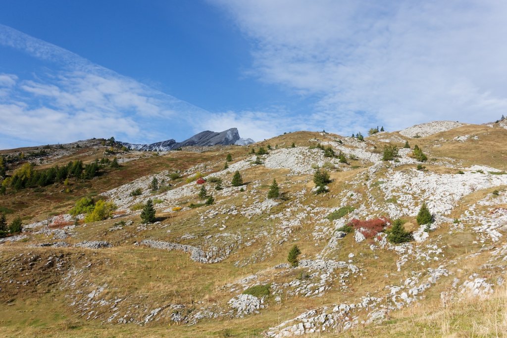 Pointet, Croix de la Chia, Flore (12.10.2024)