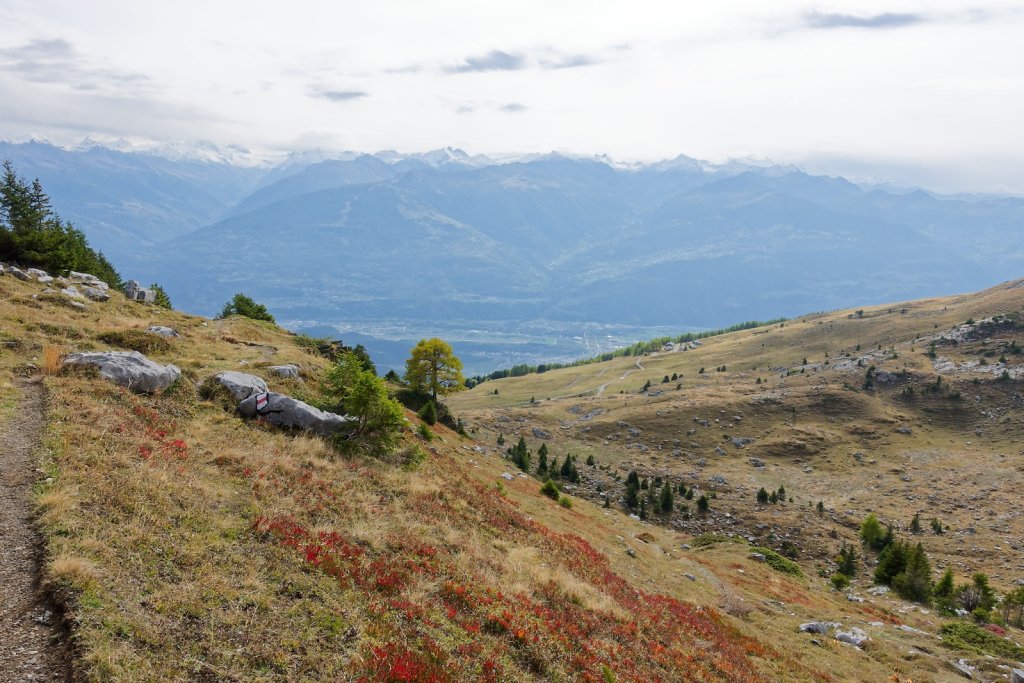 Pointet, Croix de la Chia, Flore (12.10.2024)