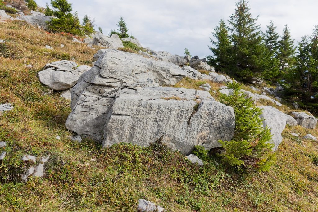 Pointet, Croix de la Chia, Flore (12.10.2024)